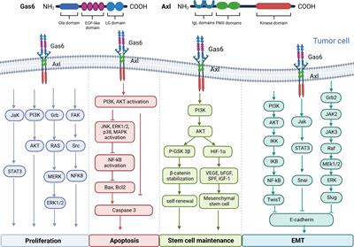 Gas6/AXL pathway: immunological landscape and therapeutic potential